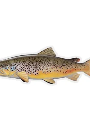 RepYourWater Sticker - Brown Trout Meilleur Choix