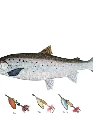 Haute Qualité Myran Framed Salmon Poster
