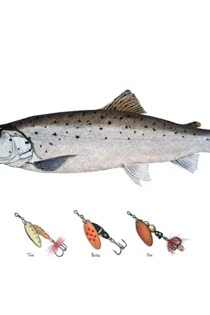 Myran Framed Sea Trout Poster Achat Immédiat