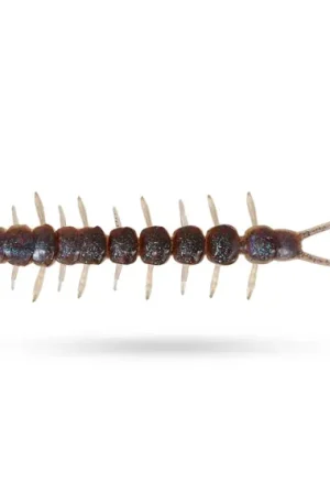 Expédié Aujourd'hui Westin Centipede Creaturebait 9,5cm, 4g (4-Pcs) - Pumpkin Pepper