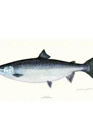 Poster Salmon 23x50cm Authentique