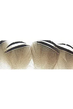 Acheter Direct Wood Duck, Black and White