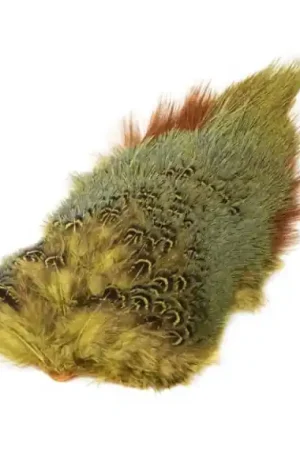 Certifié Ringneck Rump Patch - Orange