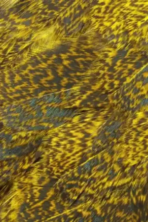 Offre Limitée Cou de coq WHITING Coq de Leon Silver Saddle Grizzly dyed Yellow