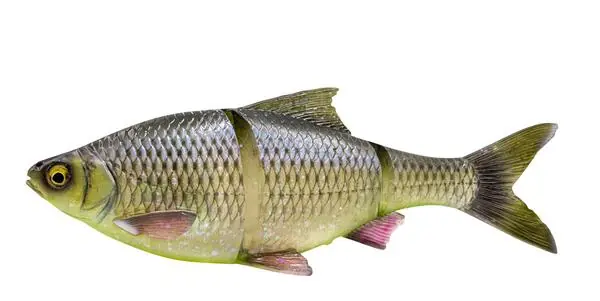 Soldes Savage Gear 3D Line Thru Roach coulant 32cm (445g)