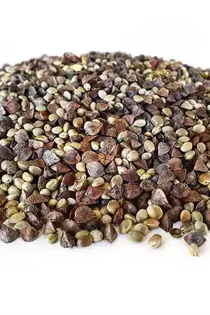 Mélange de Particules Chanvre Sarrasin Tijgernotenkopen (2.5kg) Achat Immédiat